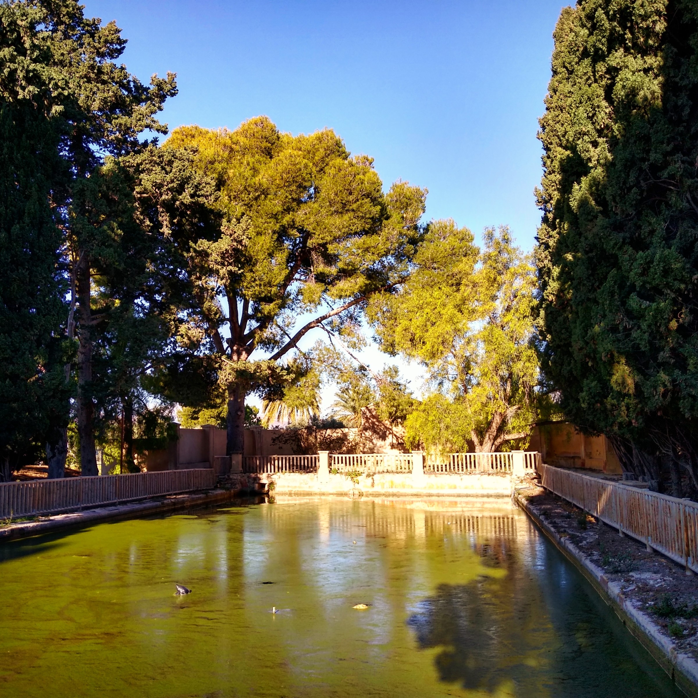 Estanque jardines de Peñacerrada, en Mutxamel. 2021. Imagen de Miguel Martínez.
