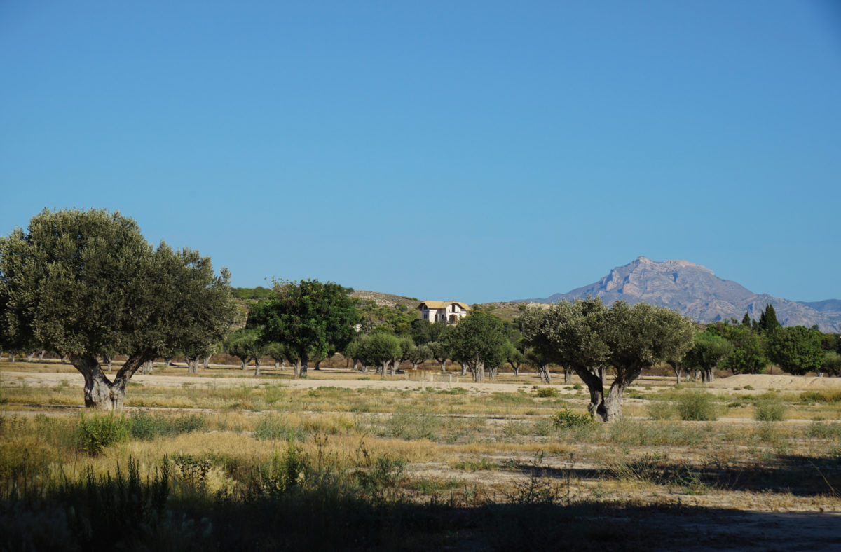 La sierra de Maigmó al fondo, delante, la finca El Pino y campos con olivos, Alicante. 2021. Imagen de Verónica Quiles.